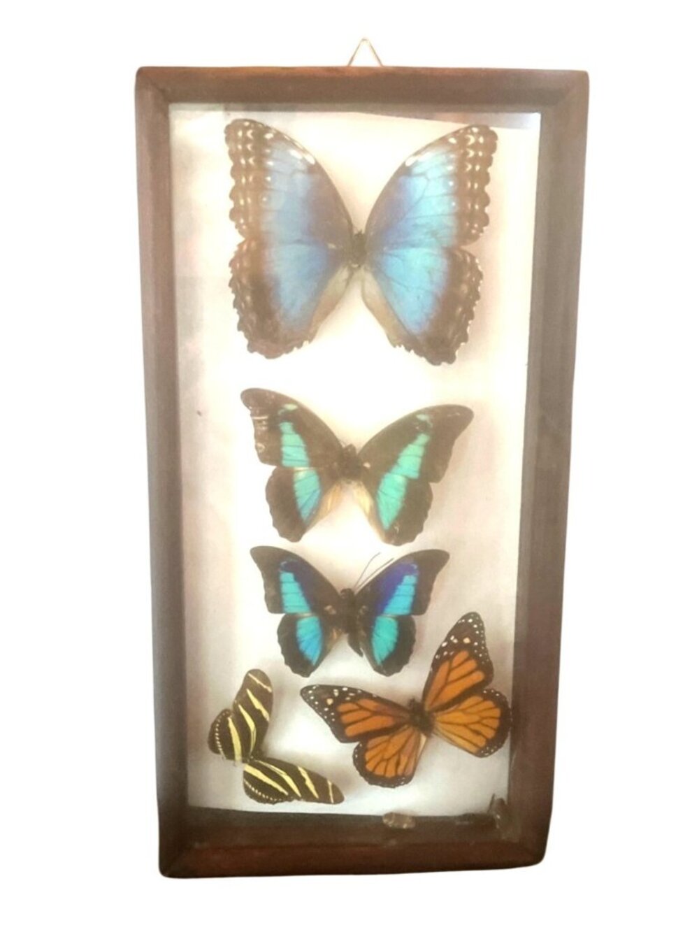 Taxidermy Preserved Butterfly 5 Specimens Shadowbox Wooden Frame